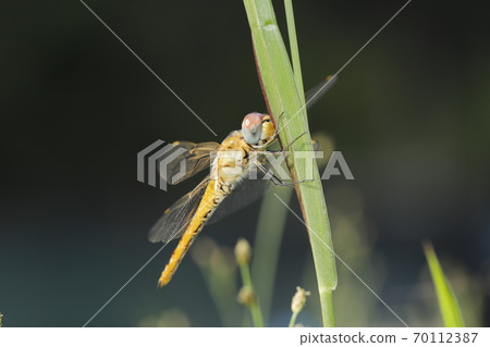 黃蜻 70112387