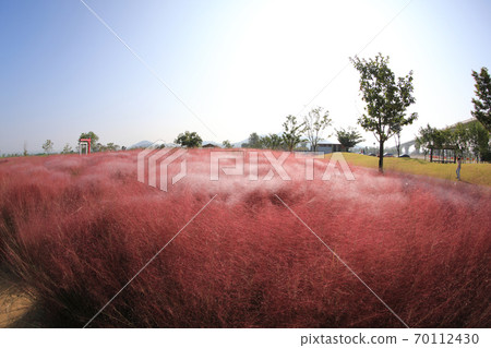 美麗的秋天景色與粉紅色的毛h草 美麗的秋天景色與粉紅色的毛h草 70112430