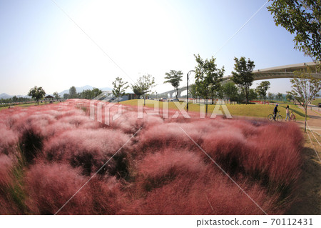 Beautiful autumn scenery with pink muhly grass Beautiful autumn scenery with pink muhly grass 70112431