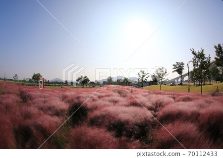 美麗的秋天景色與粉紅色的毛h草 美麗的秋天景色與粉紅色的毛h草 70112433
