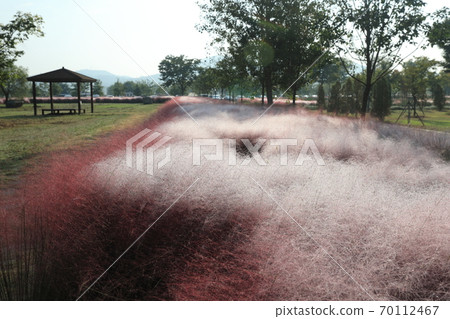 Beautiful autumn scenery with pink muhly grass Beautiful autumn scenery with pink muhly grass 70112467