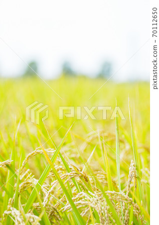 Japanese landscape "Inaho" Japanese landscape "Inaho" 70112650