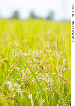 Japanese landscape "Inaho" Japanese landscape "Inaho" 70112651