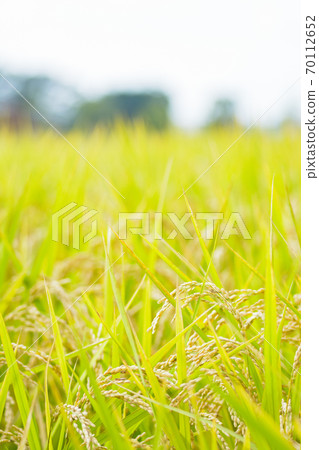 Japanese landscape "Inaho" Japanese landscape "Inaho" 70112652