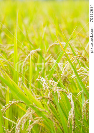 Japanese landscape "Inaho" Japanese landscape "Inaho" 70112654