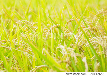 Japanese landscape "Inaho" Japanese landscape "Inaho" 70112655