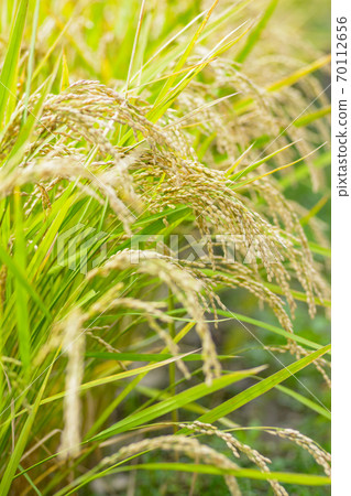 Japanese landscape "Inaho" Japanese landscape "Inaho" 70112656
