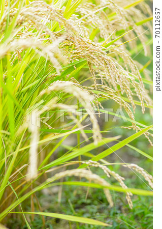 Japanese landscape "Inaho" Japanese landscape "Inaho" 70112657