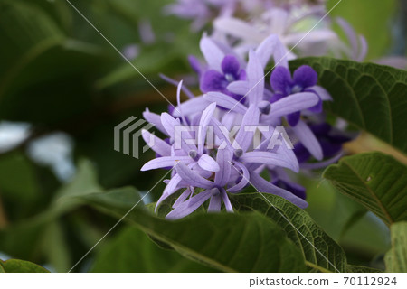 Sandpaper vine flower in purple color on the tree with nature background. 70112924