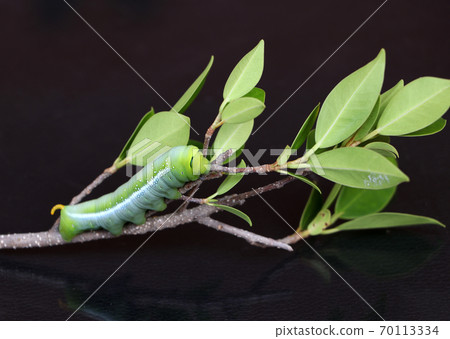 Oleander hawkmoth caterpillar on the branch of tree on dark reflex floor. 70113334