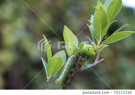 Oleander hawkmoth caterpillar on the branch of tree with blur nature background. 70113336