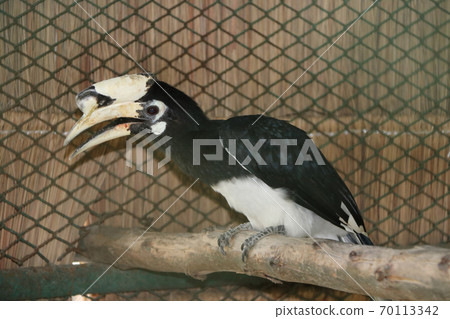 Black hornbill bird perched on the dry timber. a medium to large tropical Old World bird Black hornbill bird perched on the dry timber. a medium to large tropical Old World bird 70113342