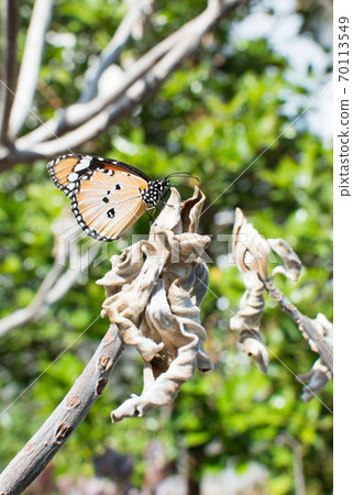Monarch butterfly of butterflies perching on a dead tree 70113549