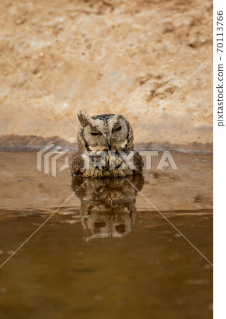 indian scops owl or Otus bakkamoena closeup with reflection in water near waterhole at jhalana forest reserve jaipur rajasthan india indian scops owl or Otus bakkamoena closeup with reflection in water near waterhole at jhalana forest reserve jaipur rajasthan india 70113766