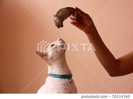 White color of cat and light blue cat strap look up to counterfeit mackerel fish from human hand White color of cat and light blue cat strap look up to counterfeit mackerel fish from human hand 70114160