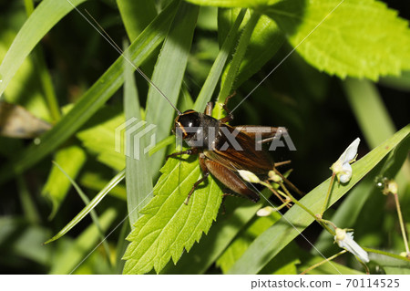 Emma cricket 70114525