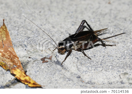 艾瑪板球 70114536