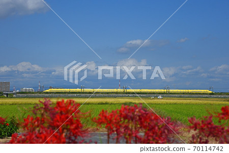 Doctor Yellow and cluster amaryllis Kariya city 70114742