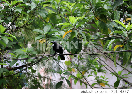 Black crow perch on the wire with green leaves background. 70114887