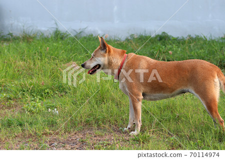 Orange brown color of dog, one eyeless and sew close. standing on the green lawn. 70114974