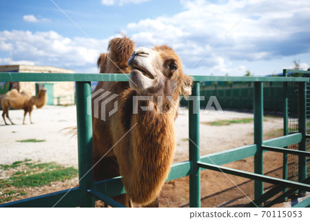 camel in the zoo against the blue sky 70115053