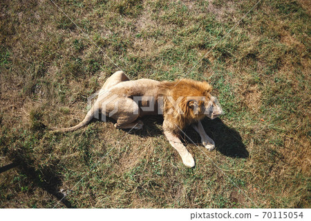 the lion lies on the ground in the savannah 70115054