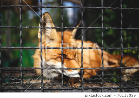 portrait of a sad fox in a cage at the zoo 70115059