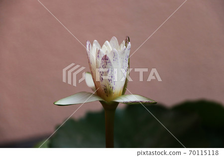 White lotus flower with Purple dots and Out focus lotus leaves. White lotus flower with Purple dots and Out focus lotus leaves. 70115118