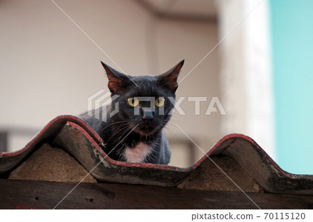 Black cat with yellow eyes on the roof. cat is a small domesticated carnivorous mammal with soft fur Black cat with yellow eyes on the roof. cat is a small domesticated carnivorous mammal with soft fur 70115120