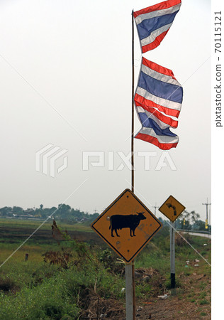 Traffic sign for beware the cow across the street with three national flag of Thailand Traffic sign for beware the cow across the street with three national flag of Thailand 70115121