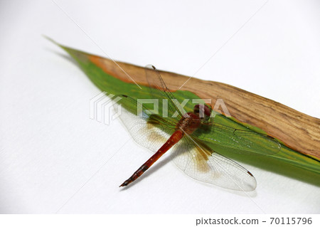 Dragonfly on the bamboo leaf on the white background.  70115796