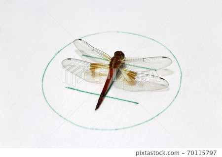 Dragonfly on the symbolic of helicopter parking on the white background. Dragonfly on the symbolic of helicopter parking on the white background. 70115797