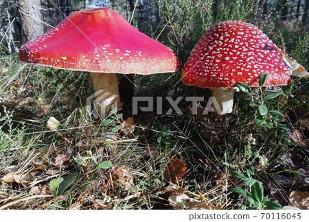 fly agaric mushroom poisonous grow in the forest fly agaric mushroom poisonous grow in the forest 70116045
