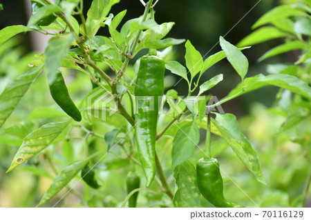 田間種植的甜椒 70116129