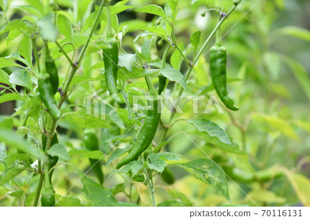 田間種植的甜椒 70116131
