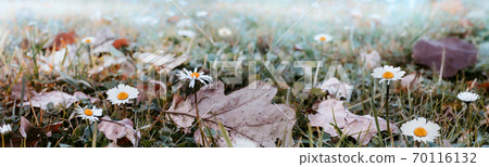 Misty morning in the Autumn park. Soft nature background 70116132