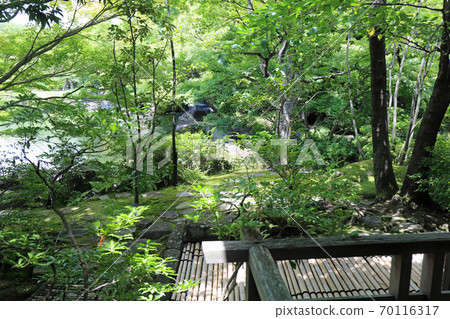 初夏科肯 初夏科肯 70116317