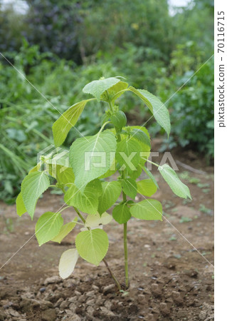 Perilla seedlings in the autumn vegetable garden Perilla seedlings in the autumn vegetable garden 70116715