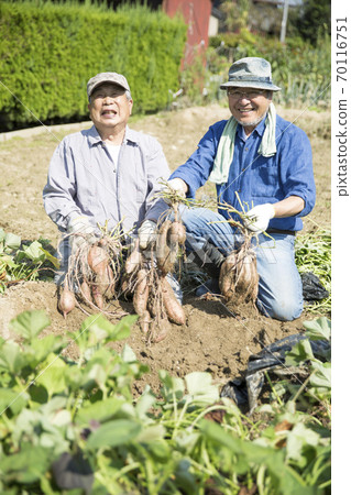老人收穫紅薯 70116751