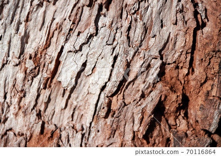 Close up of brown and gray tree surface with day light for background texture. 70116864