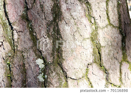 Close up of brown gray and green tree surface with day light for background texture. 70116898