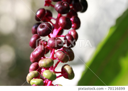 Closeup some kind of small berry from green to pink and purple. 70116899
