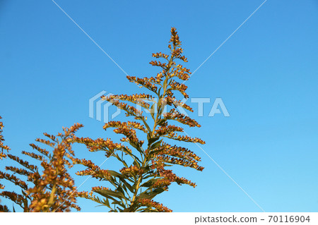 Grass flower on yellow golden color with background blue sky. Grass flower on yellow golden color with background blue sky. 70116904