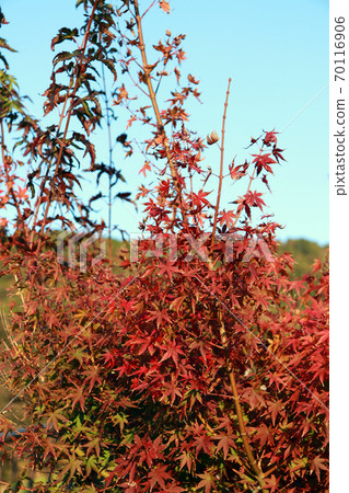 Red Japanese Maple Leaf on the tree with blue sky background. Red Japanese Maple Leaf on the tree with blue sky background. 70116906