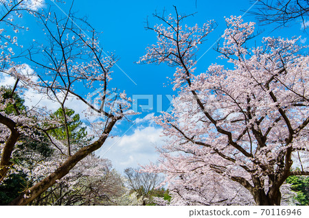 東京Hikarigaoka公園的櫻花 70116946