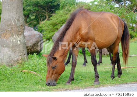 開普敦的野馬 70116980