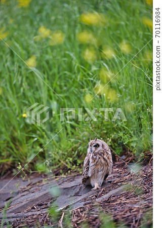 你覺得油菜花包圍著什麼 70116984