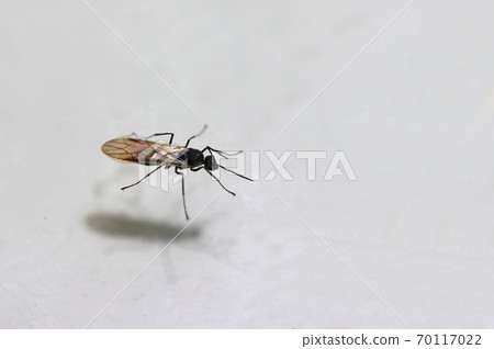 Black winged ants isolated on white background.  70117022