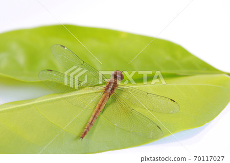Dragonfly on the green leaf and on the white background. Dragonfly on the green leaf and on the white background. 70117027