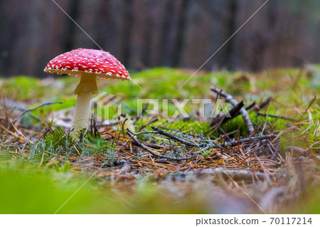 mushroom red fly agaric grows in wood 70117214